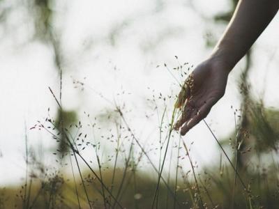 Foto af hånd der berører plante